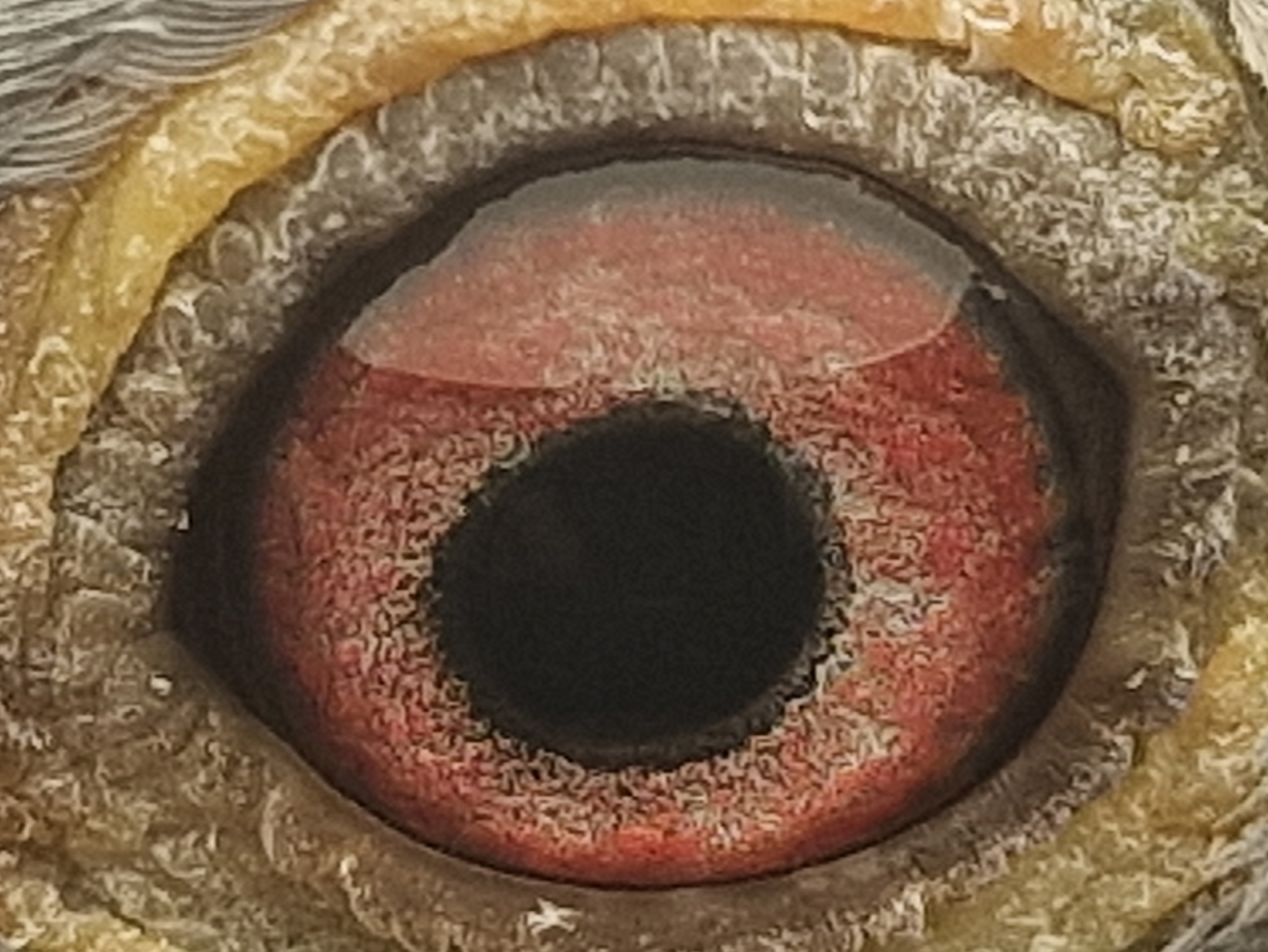 Pigeon eye
